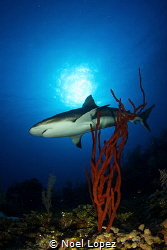 caribean reef shark, gardens of the queen,cuba by Noel Lopez 